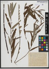 Foto von Salix viminalis L.